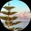 thesaltedpine